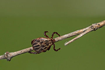 tick on the grass, acarus on grass