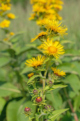 Echter Alant, Inula helenium, blühend im Sommer