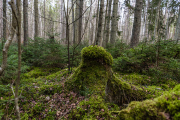 Obraz premium Thick Moss Growing on an Old Tree in a Primeval Forest in Northern Europe