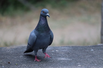 side shot image of Domestic pigeon