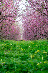 Fototapeta premium Beautiful floral background with blooming almonds.
