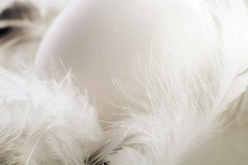 White natural egg and white feathers. Monochrome, minimal, macro photo. Happy easter concept.