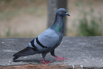 great pigeon side view