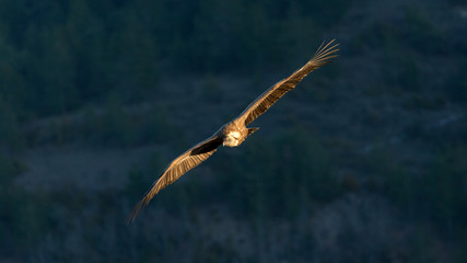 Griffon Vulture in flight at the Caire Rock, near Remuzat, France