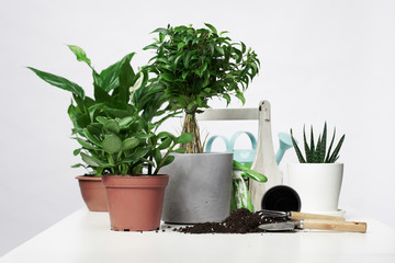 Home plants, cacti in pots with scoop and rake on empty gray background