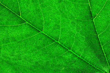 texture of green leaf