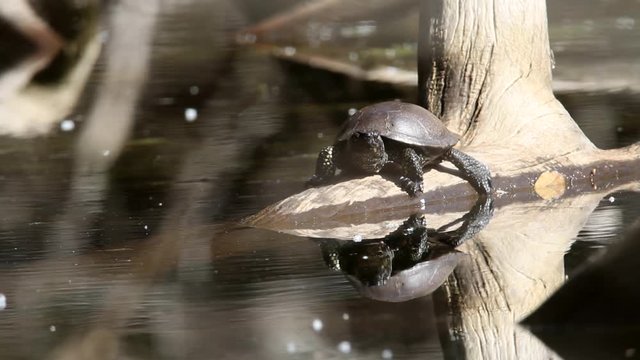 European pond turtle sunbasking on the log, Kopački rit