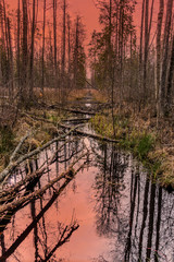 Sunset at Swamp in Wetlands at National Park in Latvia