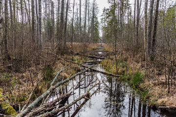 Swamp in Wetlands at National Park in Latvia