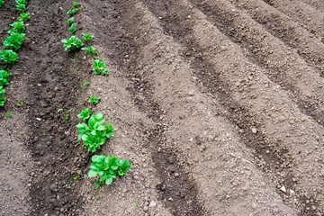 Ridging up allotment plot for young potato plants