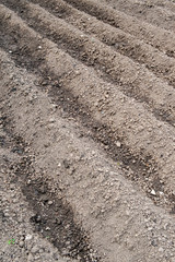 Ridging up allotment plot for young potato plants