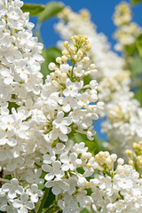 Weiß blühender Flieder,Syringa