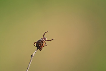 tick on the grass, acarus on grass