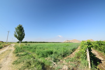Fototapeta na wymiar Felder am Fuße des Berg Ararats in Armenien