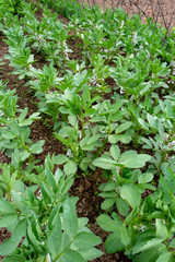 Broad bean plants growing on, the leaf edges eaten by pests