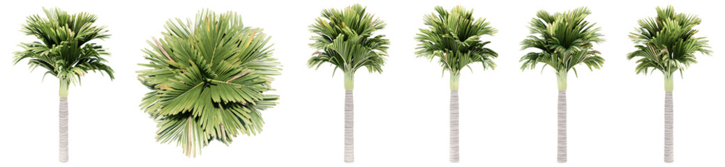 Set or collection of green palm trees isolated on white background. Concept or conceptual 3d illustration for nature, ecology and conservation, strength and endurance, force and life