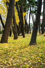 秋・イチョウの落葉の風景
