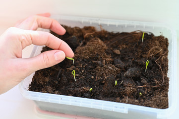 Eco food grown at home. Vegetarian grows vegetables at home. Hands hold shoots of vegetables. Grow food at home. Eco food.