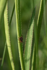 tick on the grass, acarus on grass