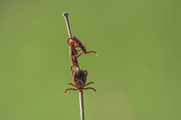 tick on the grass, acarus on grass