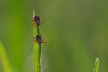 tick on the grass, acarus on grass