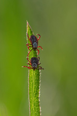 tick on the grass, acarus on grass
