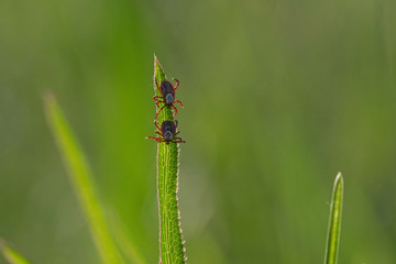 tick on the grass, acarus on grass
