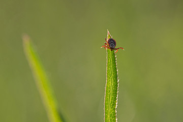 tick on the grass, acarus on grass