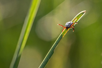 tick on the grass, acarus on grass