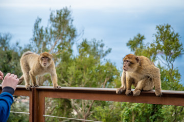 Monkeys aggressively respond to tourists in the nature reserve