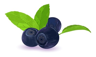Sweet ripe blueberries with green leaves. Forest wild berries. Ingredient for vegetarian, vegan, diet dishes, healthy eating and nutrition. Vector illustration on white for recipe, packing design.