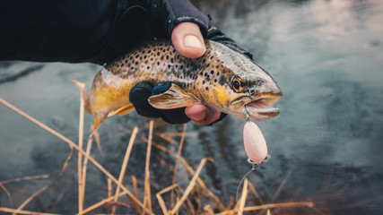 Trout caught on a forest stream.