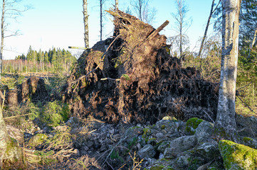 windfall in a forest in Varmland Sweden
