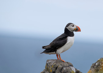 Atlantic Puffin (Fratercula arctica) at isle of May,Scotland