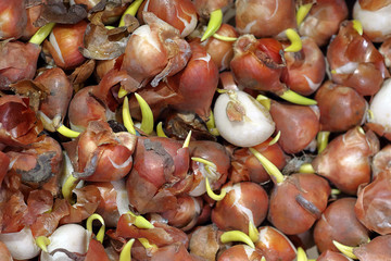 Flower bulbs ready to plant in the spring
