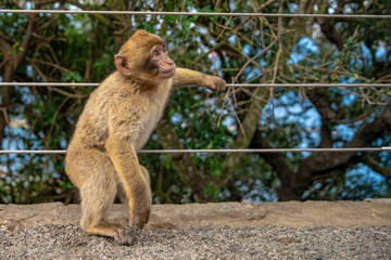 young monkey at the fence with outstretched wire responds to people