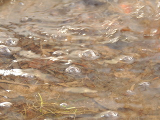 water bubbles in the spring thaw.drops from the roof.
