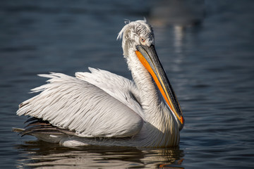 Dalmatian pelican (Pelecanus crispus) Wildlife in natural habitat