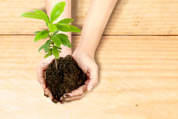 Human hands holding soil with growing plants above it