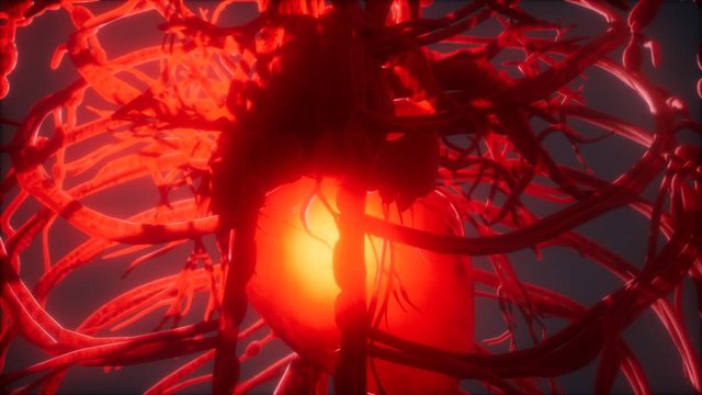 Blood vessel system and heart