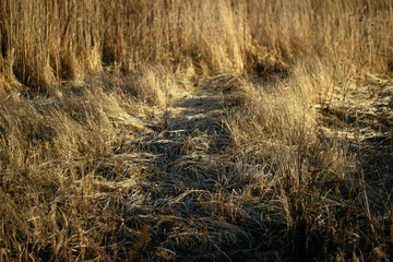 Fototapeta premium dry grass on a background sunset