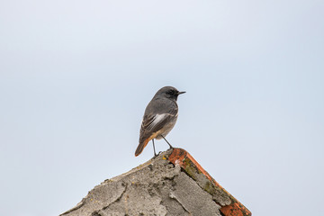 Beautiful nature scene with European black redstart (Phoenicurus ochruros)