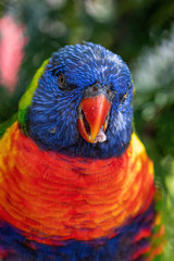 Close up of Multicolored Rainbow Lorikeet parrot Trichoglossus haematodus.