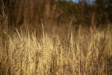 dry grass on a background sunset