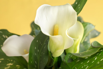 Calla flower in a green flower pot on a yellow background .Modern style.Close up