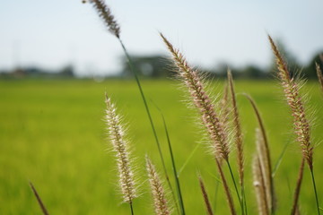 Flowers occur naturally. In the tropics of Asia
