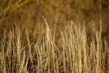 dry grass on a background sunset