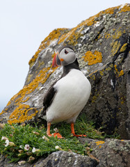 Fototapeta premium Atlantic Puffin (Fratercula arctica) at isle of May,Scotland