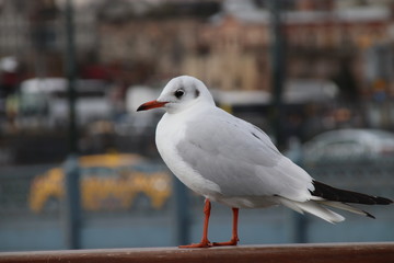 seagull on a post