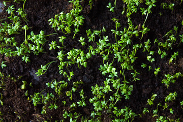 Microplot: fresh green small cress sprouts growing out of the ground in close-up top view copy space